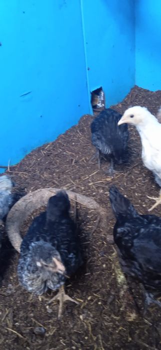 Продам цыплят 2- 3 месяца