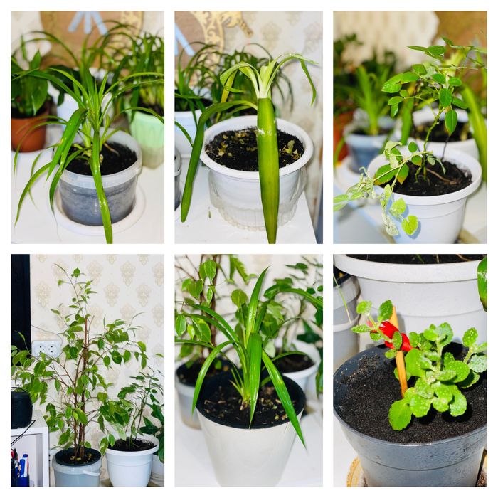 Комнатные цветы