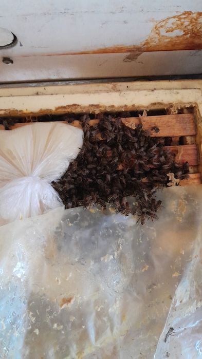 Пчёлы, пчелопакеты