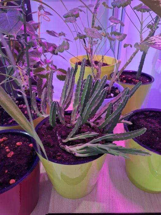 Продам цветы в офис ухоженные