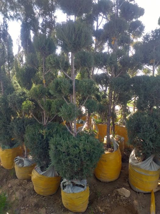 Gazon lanshaft archa va gular