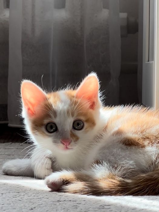 Отдам БЕСПЛАТНО кошечку милашку