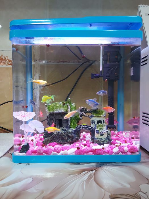 Akvarium (baliqlari bilan)