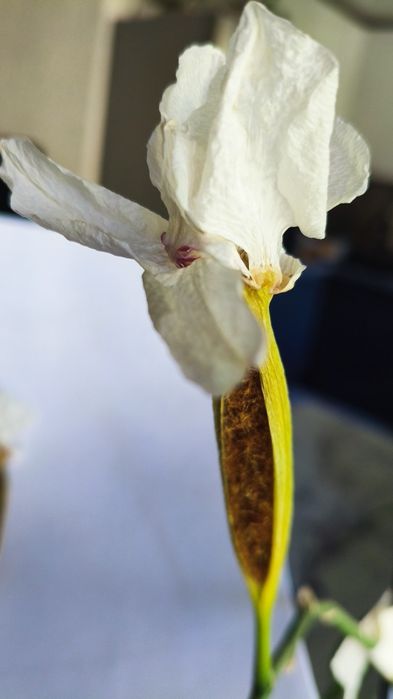 Семена орхидеи продам Белая орхидея