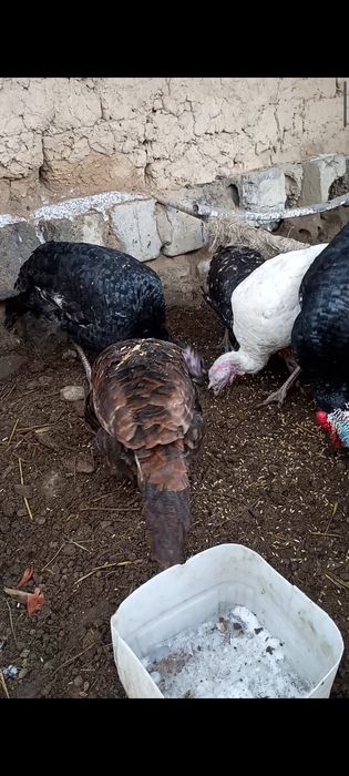 Үндік үндік үндік