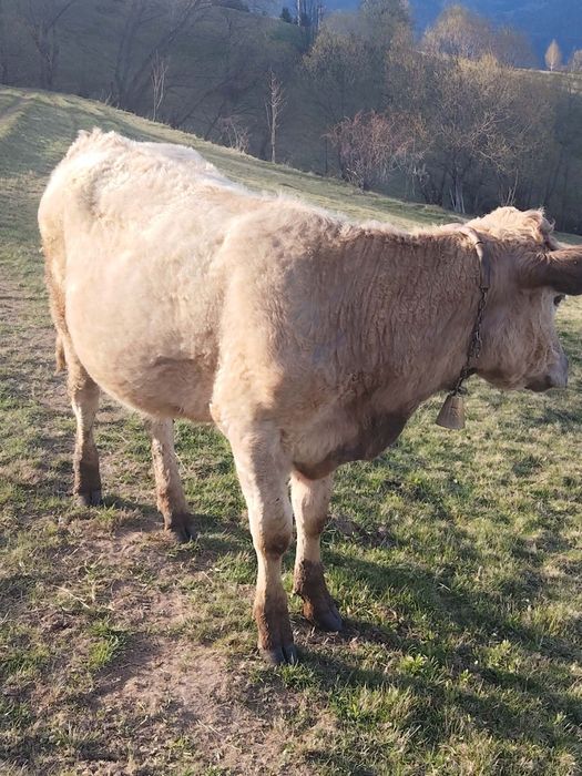 Junincă de vânzare