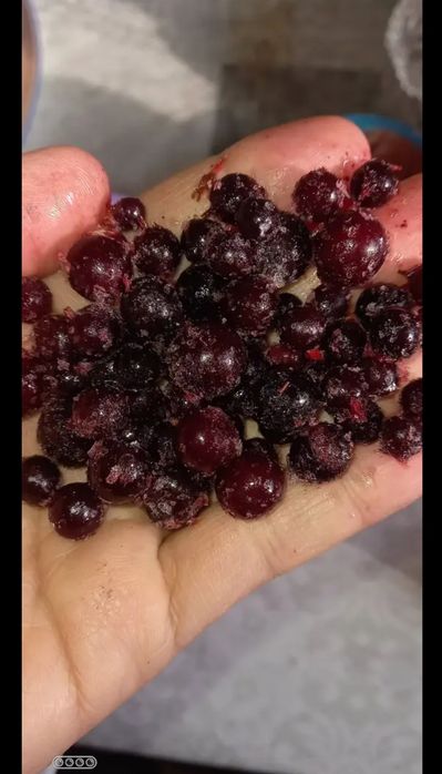 Смородина замороженная