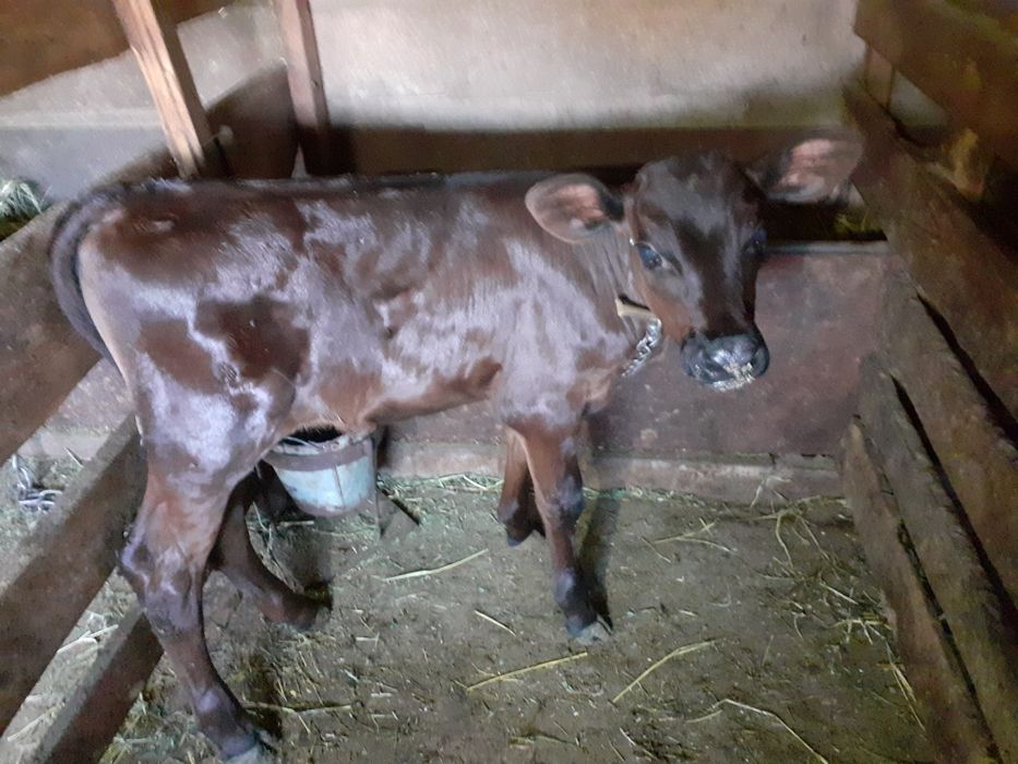 Продам  тёлочку. Возраст 1 месяц