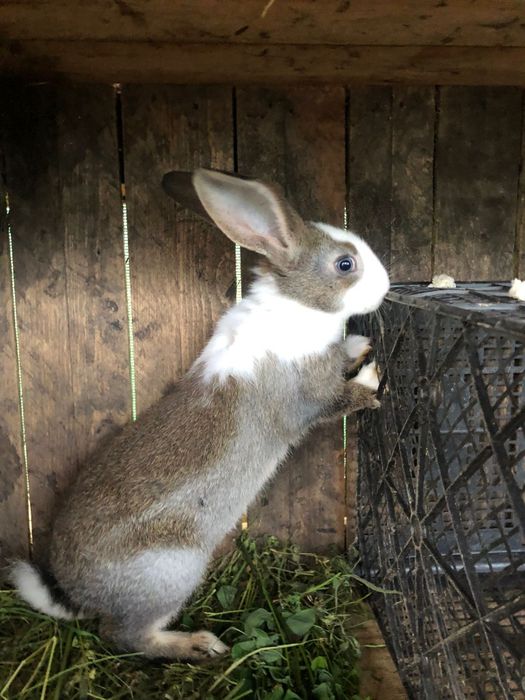 Vând  Iepuri  rasa comuna