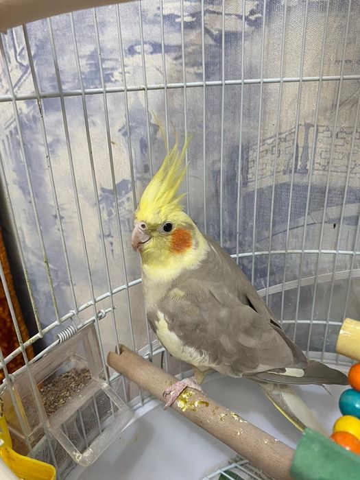 Продам попугай Карелла