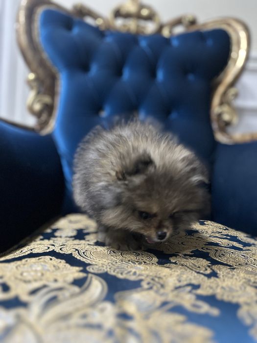 Померанский шпиц 3 мес дева