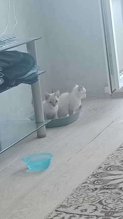 Отдам котят у нас 3