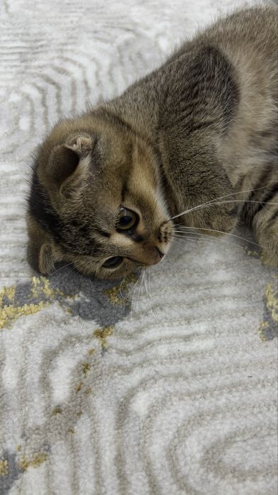 Mushuk sotiladi erkak