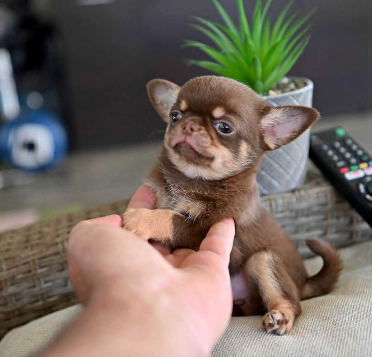 Женско мини чихуахуа шоколадов тен