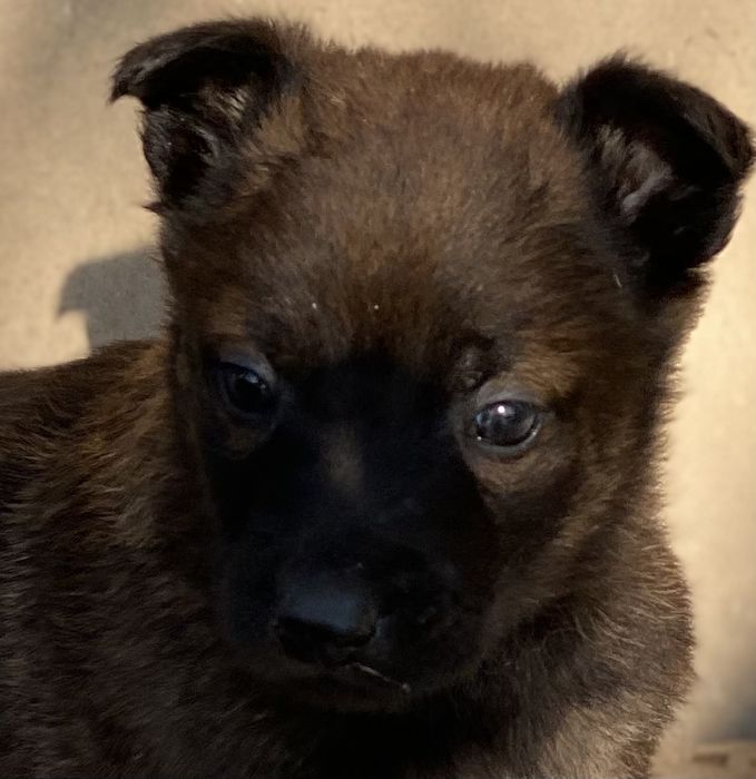 Donatie  catel  malinois varsta 6 saptamani