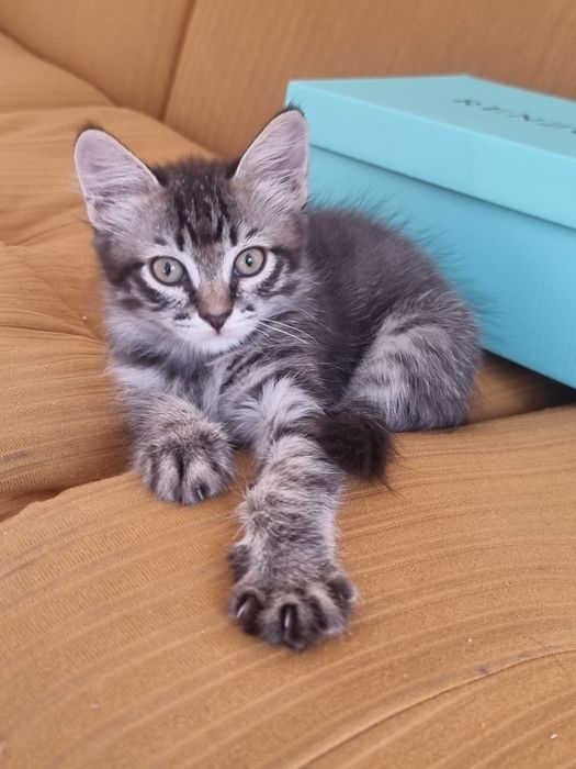 Котёнок, девочка