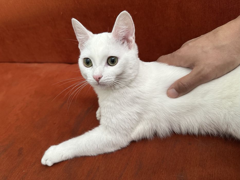 В хорошие руки кошку