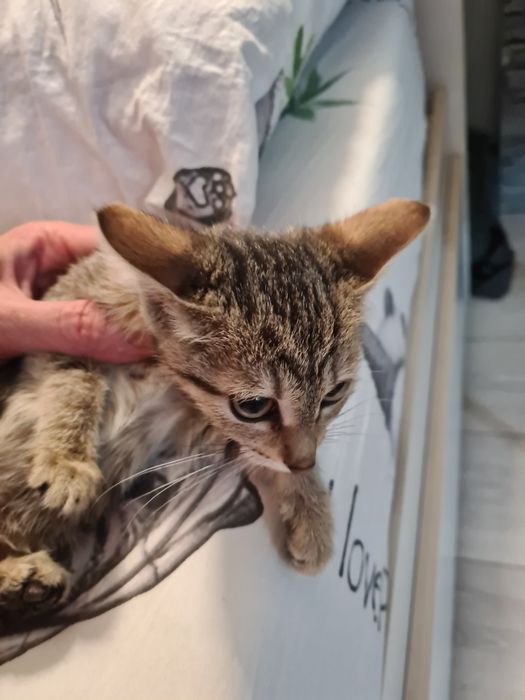 Отдам котёнка в хорошие руки