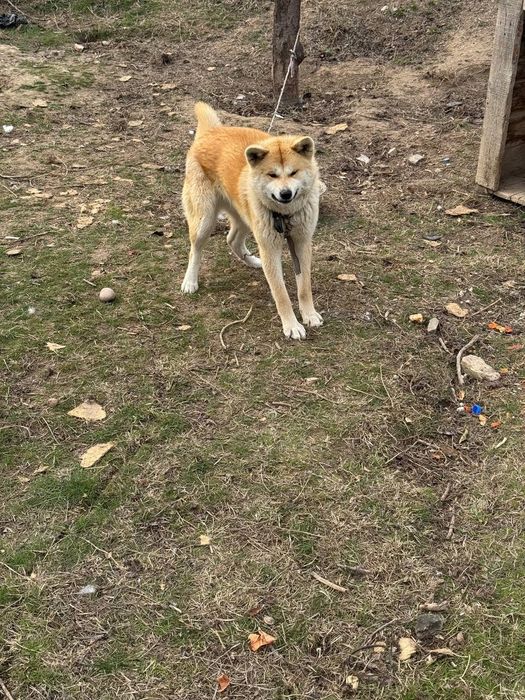 Akita-inu (Yapon akitasi) sotiladi