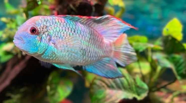 Наннокара Блю Неон