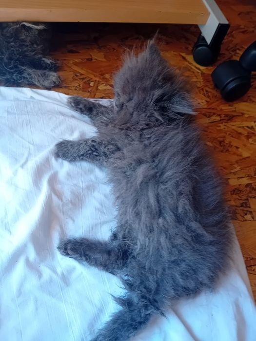 Персийски котки женски и мъжки