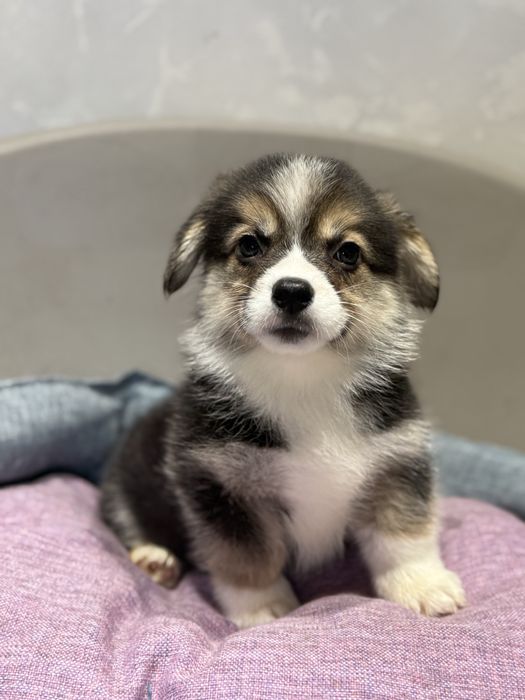 Вельш корги пемброк малыши