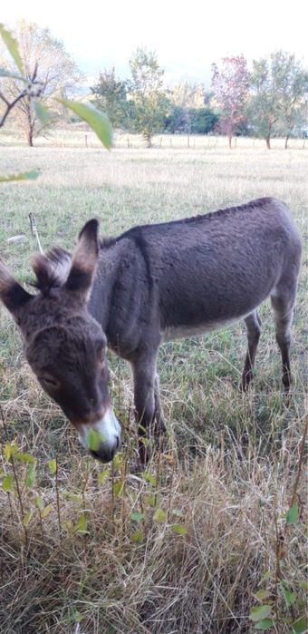 Продам ишака молодого