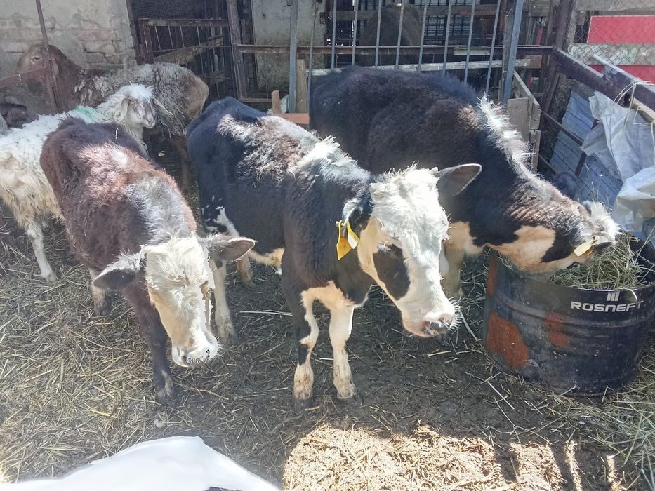 Телята 8- месяцев