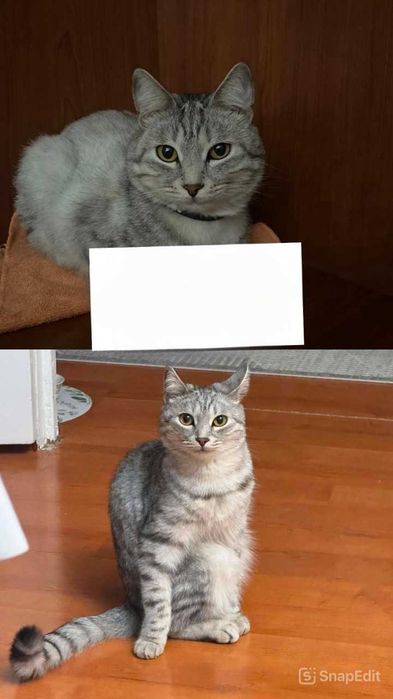 Потерялся домашний кот