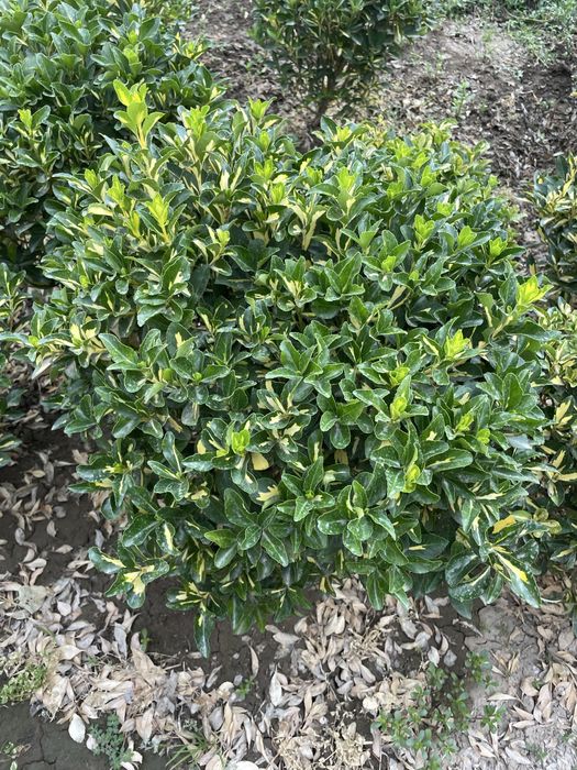 Сарик шамшод срочна сотилади