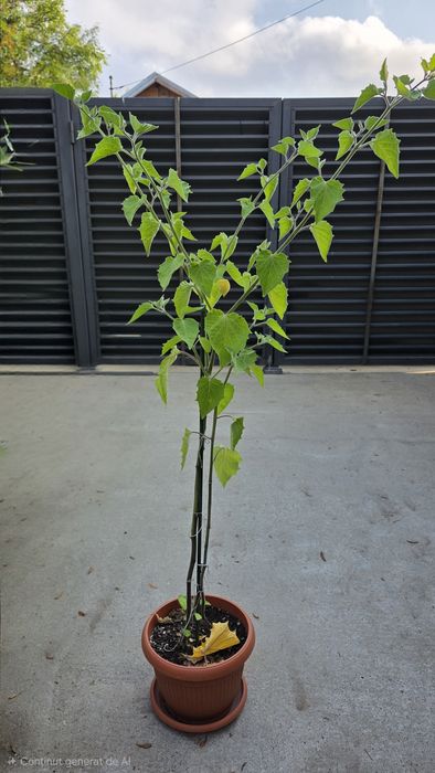 Physalis , papaya si fructul pasiunii