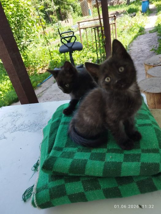 Отдам котят в хорошие руки