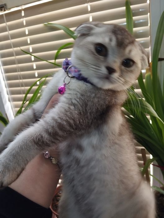 Котёнок скоттиш фолд девочка шиншилла