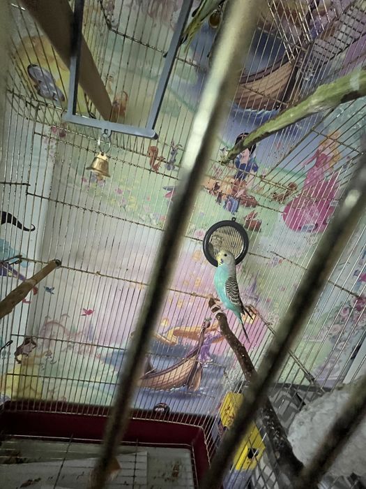 Продам двух попугаев и клетку
