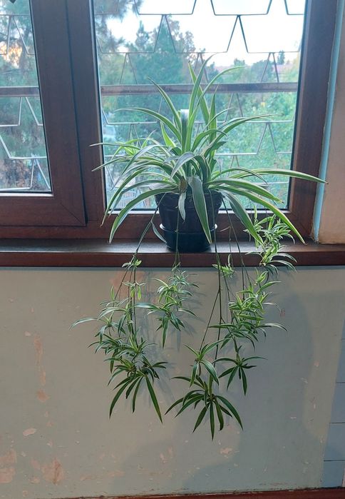 Цветок хлорофитум очиститель воздуха