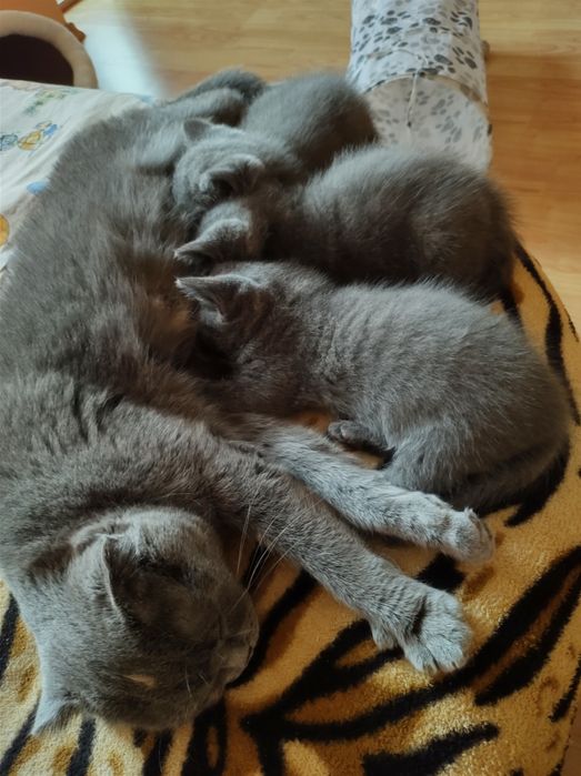 Британска принцеса