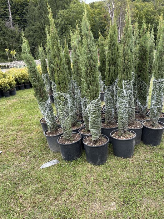 Laur prunus tuia leyladii