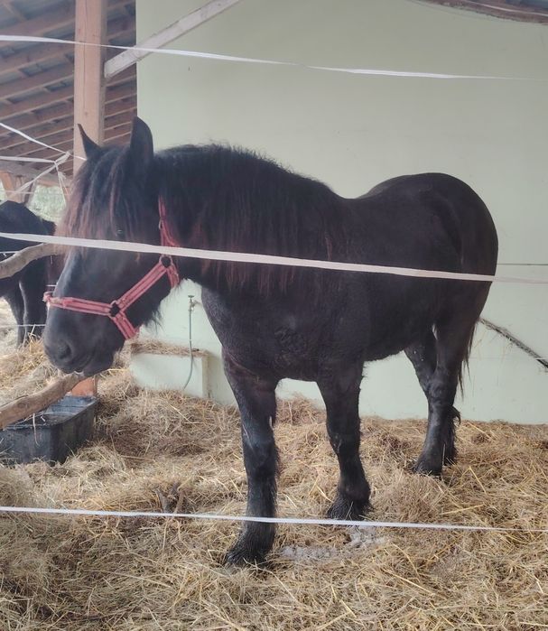Mânz percheron de un an și zece luni.