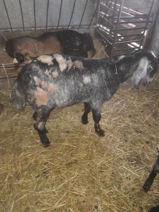 2  Capre de lapte și 7  iede