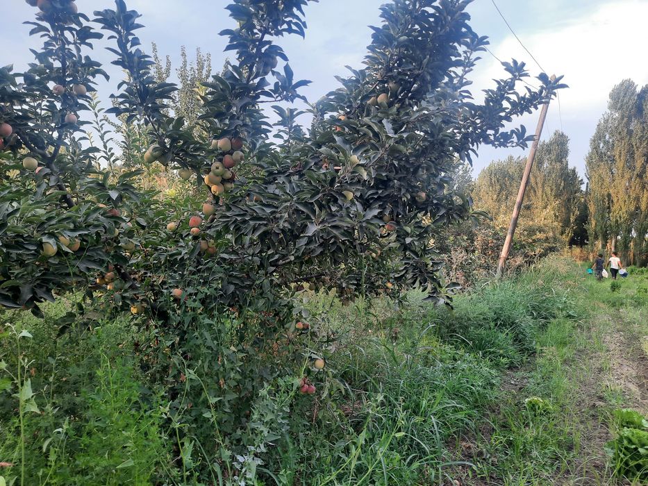 40 сотих Уй теплица  Урта чирчик