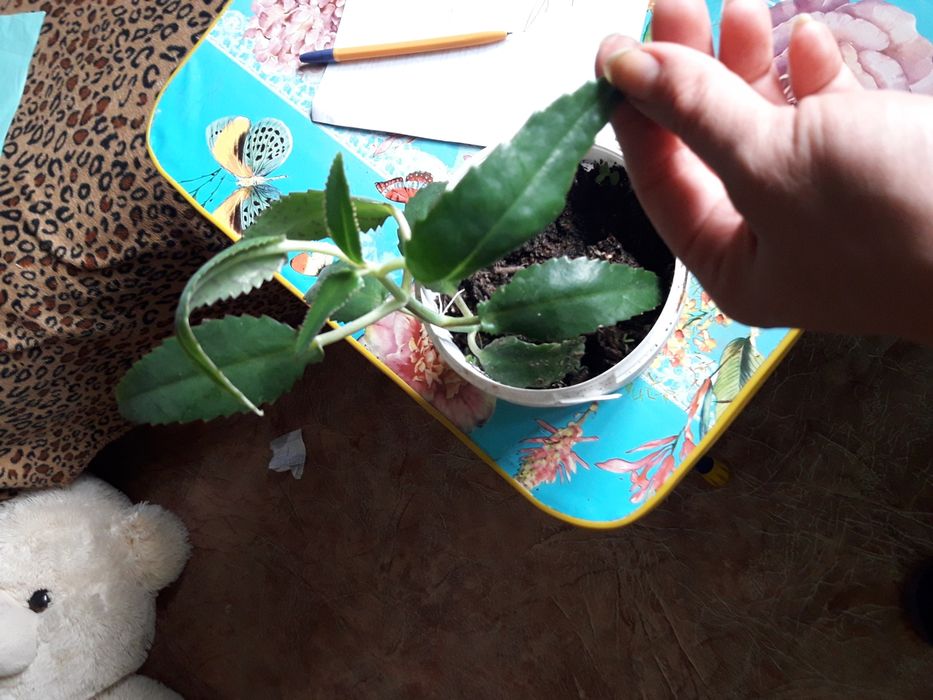 Лечебное Каланхое!