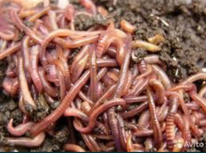 Калифорния кизил йомгир чувалчанглари сотилади