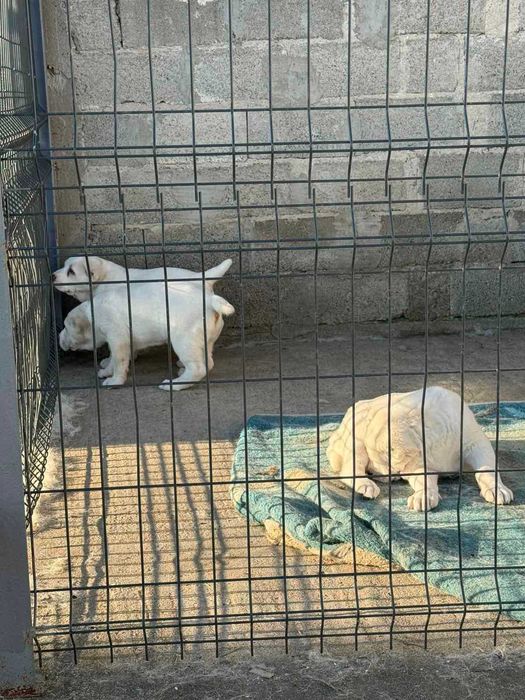 кученце САО Алабай