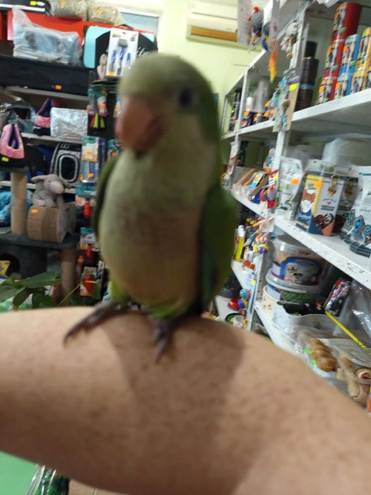 Монах-ръчно хранен