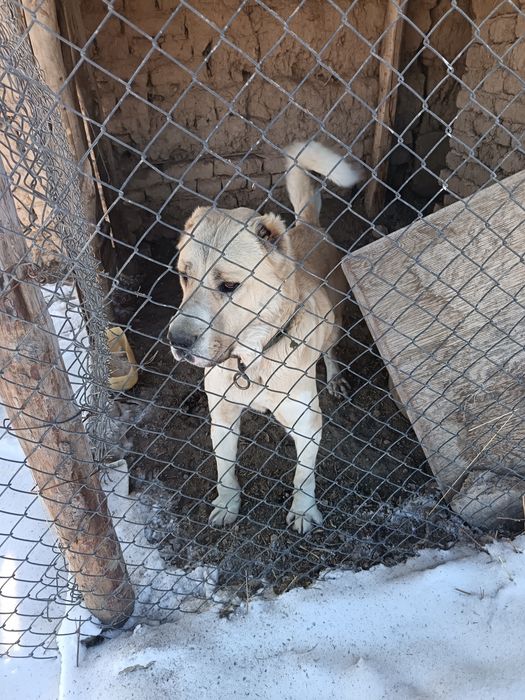 Сатлады төбет  сатлады