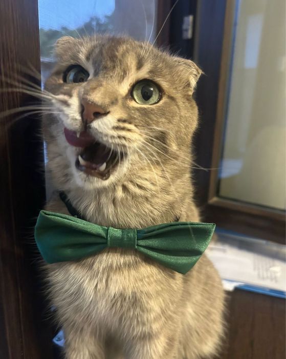 Передержка кошек