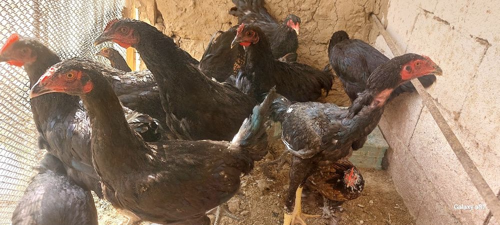 Qora shaxzoda tovuqlari