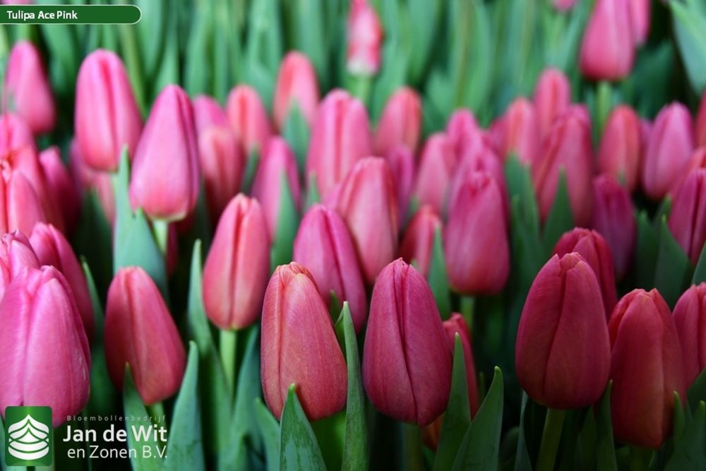 Голландские тюльпаны Оптом