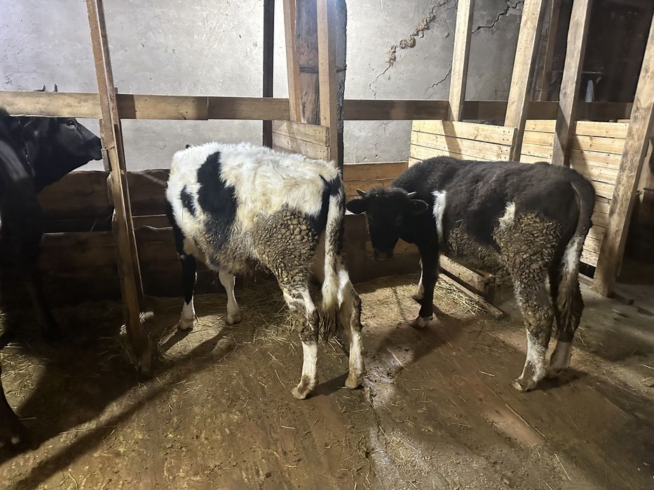 Коровы дойные телятва