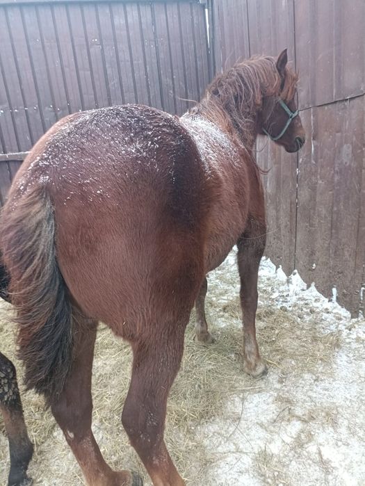 Продам двух лошадей